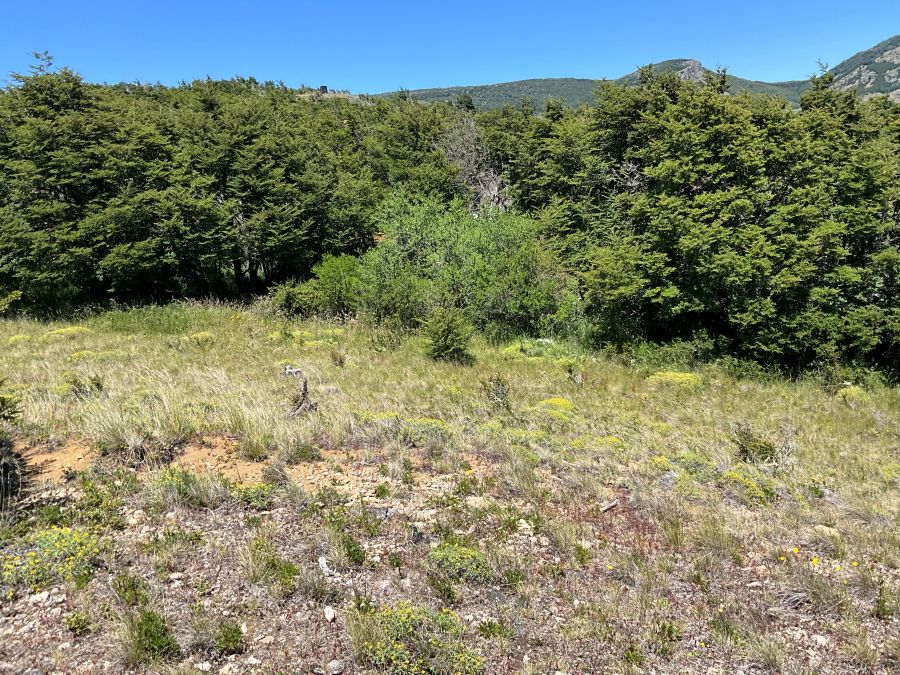 Vende Parcela " Hermosura del alma indómita del Sur"