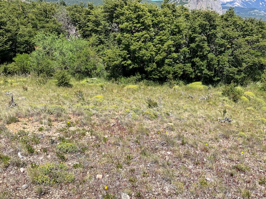 Vende Parcela  " Hermosura del alma indómita del Sur"