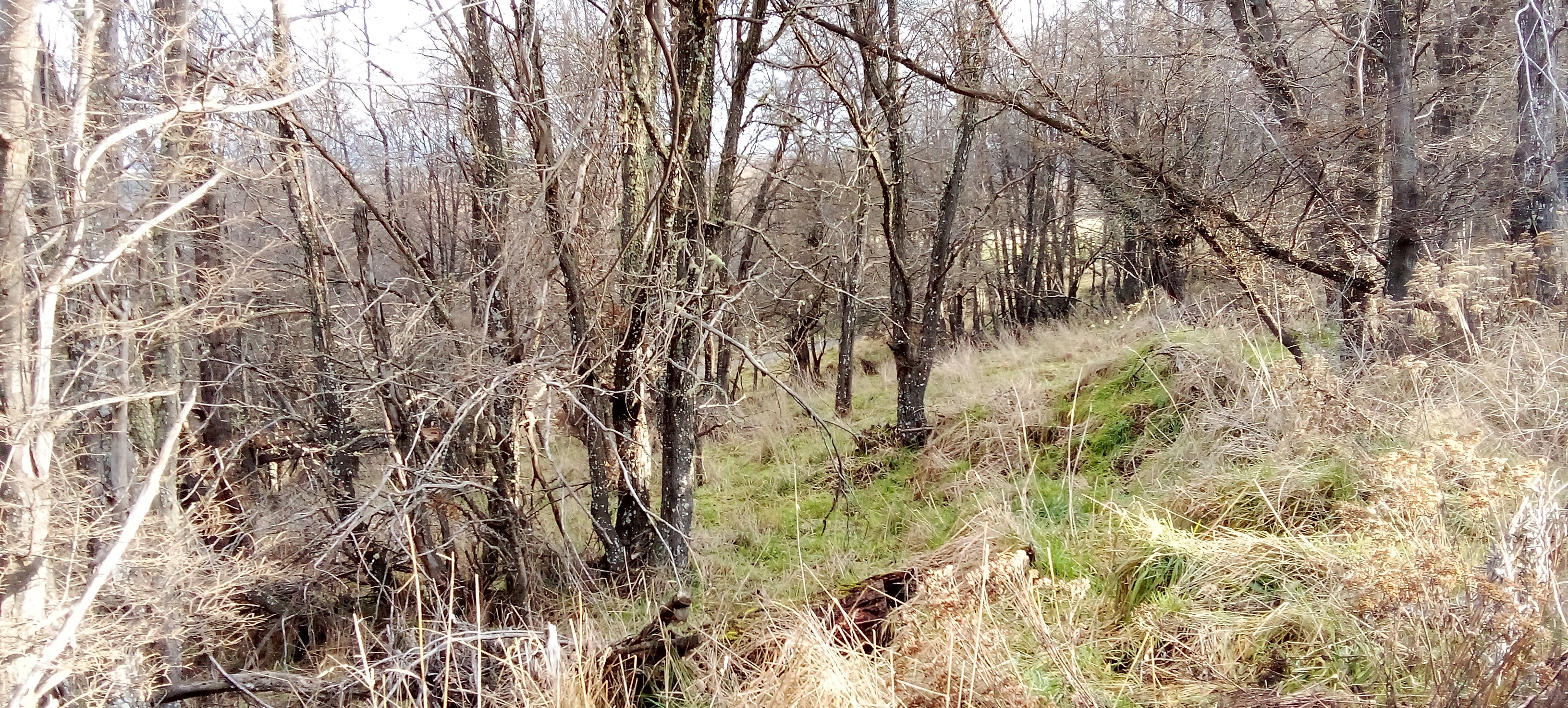 Coyhaique Vende Parcela gran potencial