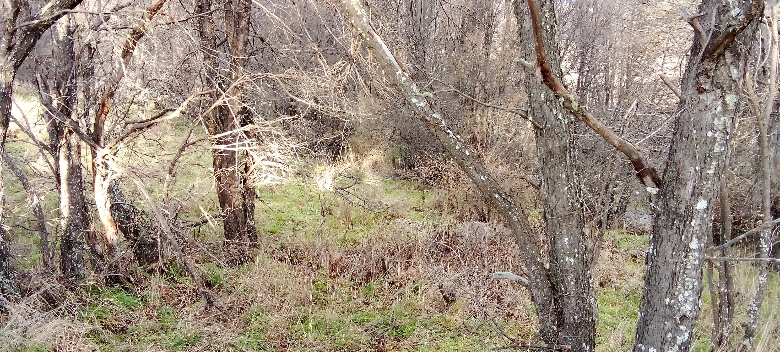 Coyhaique Vende Parcela gran potencial