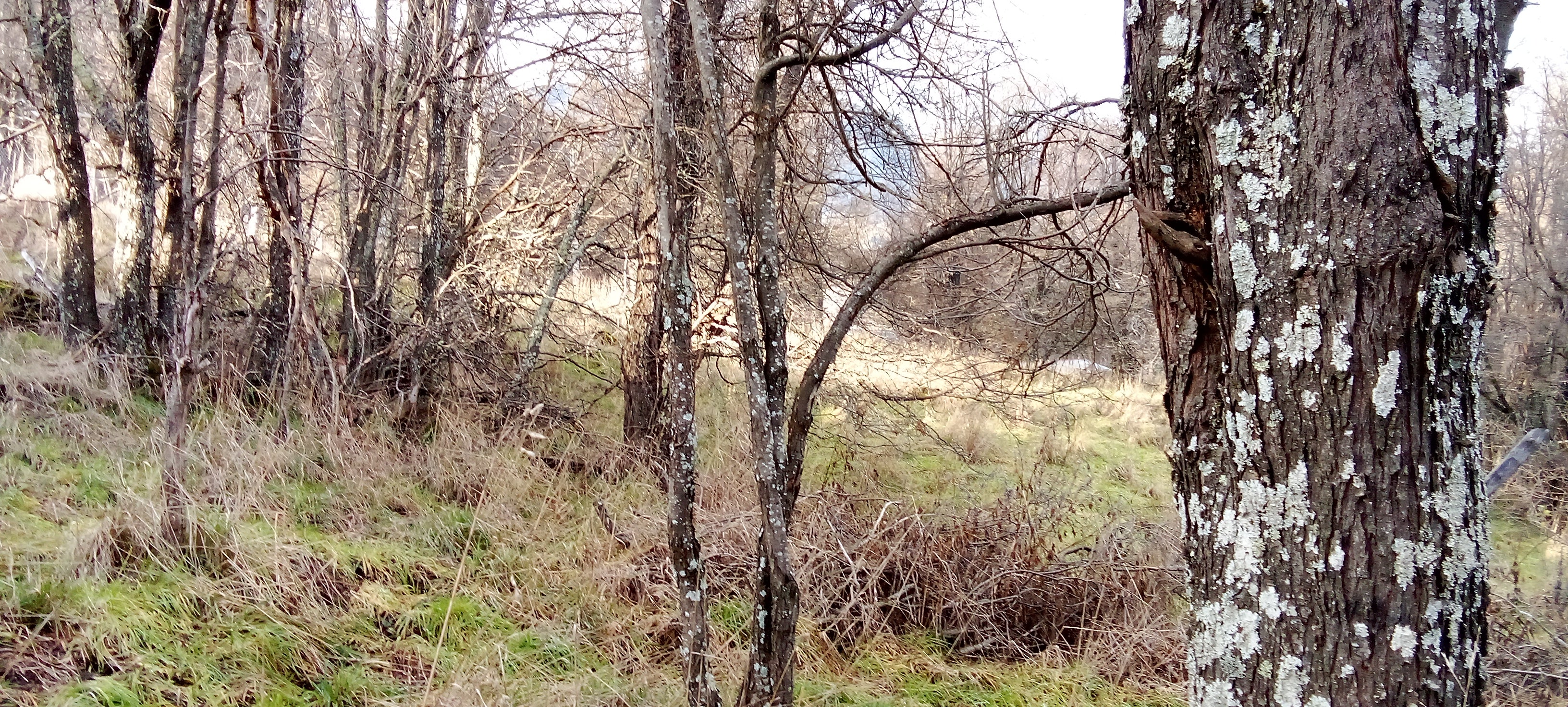 Coyhaique Vende Parcela gran potencial