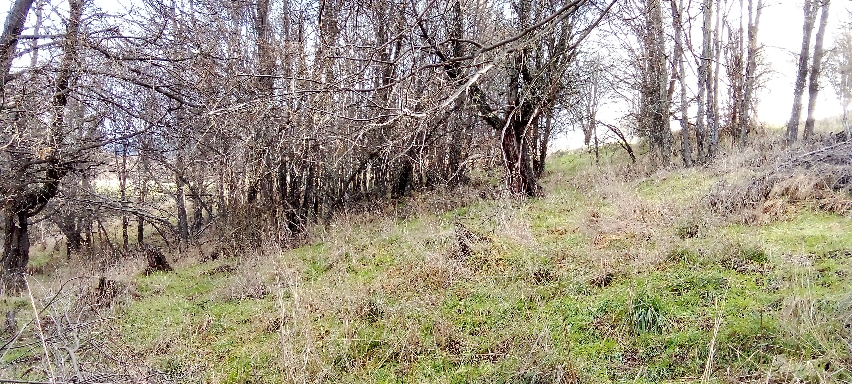 Coyhaique Vende Parcela gran potencial